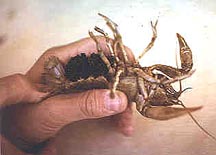 female crayfish with roe